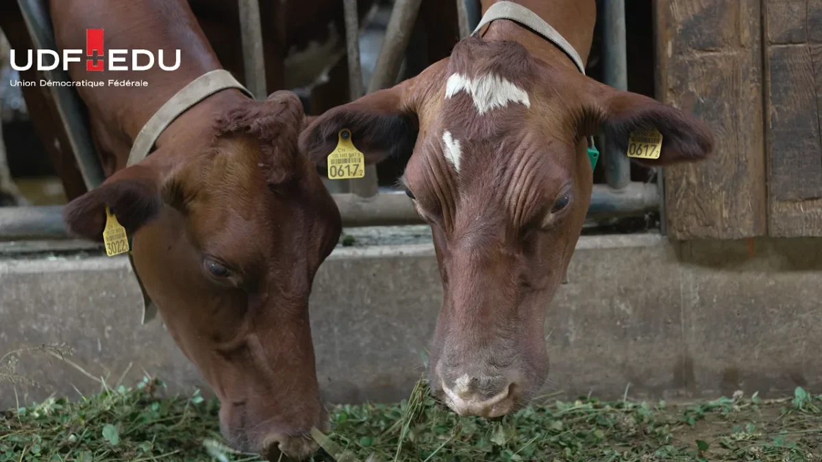 Moins de steak, plus de tofu : le vote suisse expliqué